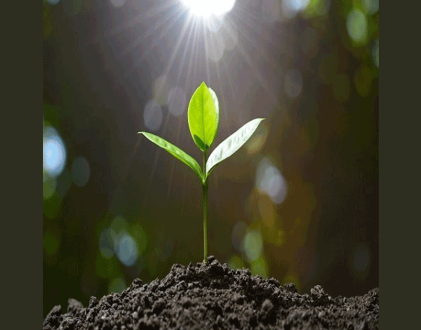 global-growlight-Günlük-ışık-integrali-DLI