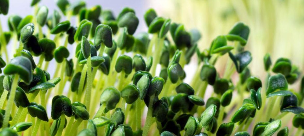 microgreens-bitki-yetistirme-kabini-5