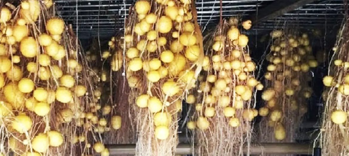 aeroponic-aerofonik-kentsel-tarim-2