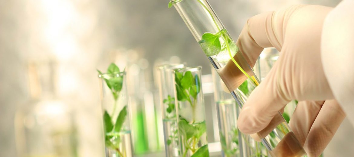 bitki-doku-kulturu-plant-tissue-culture-1