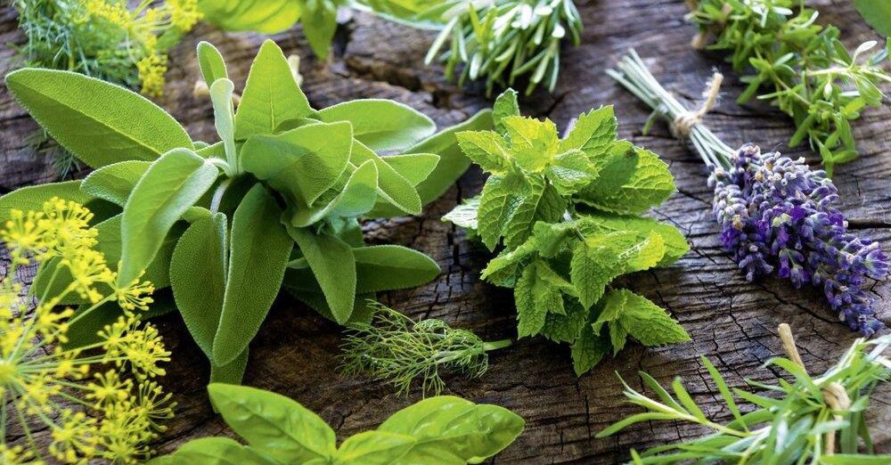 tibbi-ve-aromatik-bitki-uretim-sistemleri-1