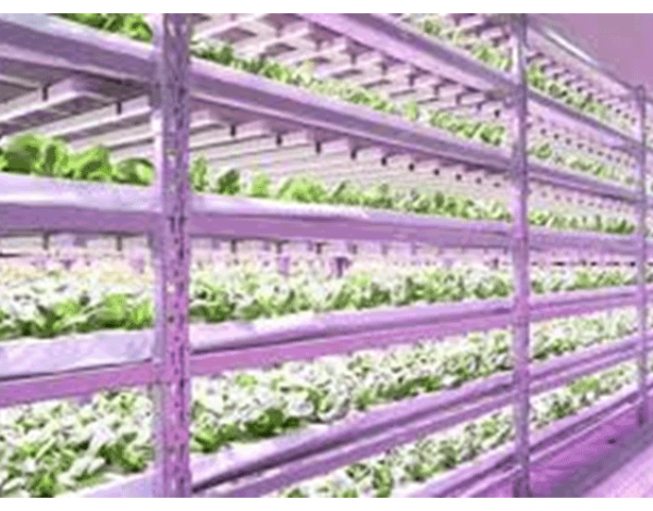 Global-Growlight-LED-Aydınlatma-ile-Topraksız-Tarım-Nasıl-Yapılır