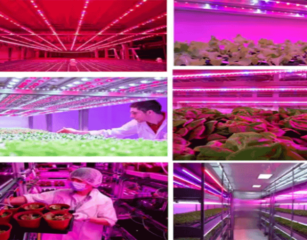 Global Growlight Sistemlerinin Kullanım Alanları
