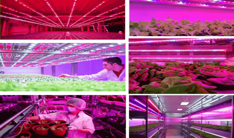 Global Growlight Sistemlerinin Kullanım Alanları Global Growlight Sistemlerinin Kullanım Alanları