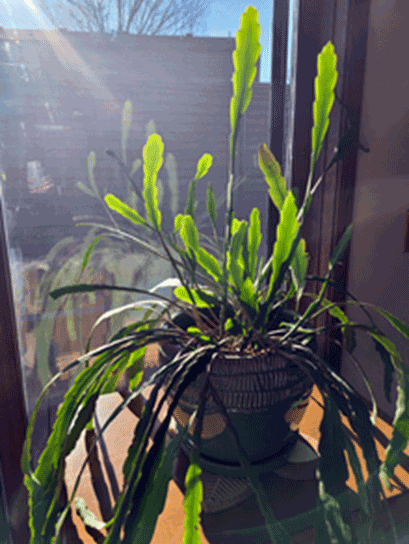 global-growlight-Grow-light-ürünlerinin-kapalı-alan-yetiştiriciliğine-etkileri-3